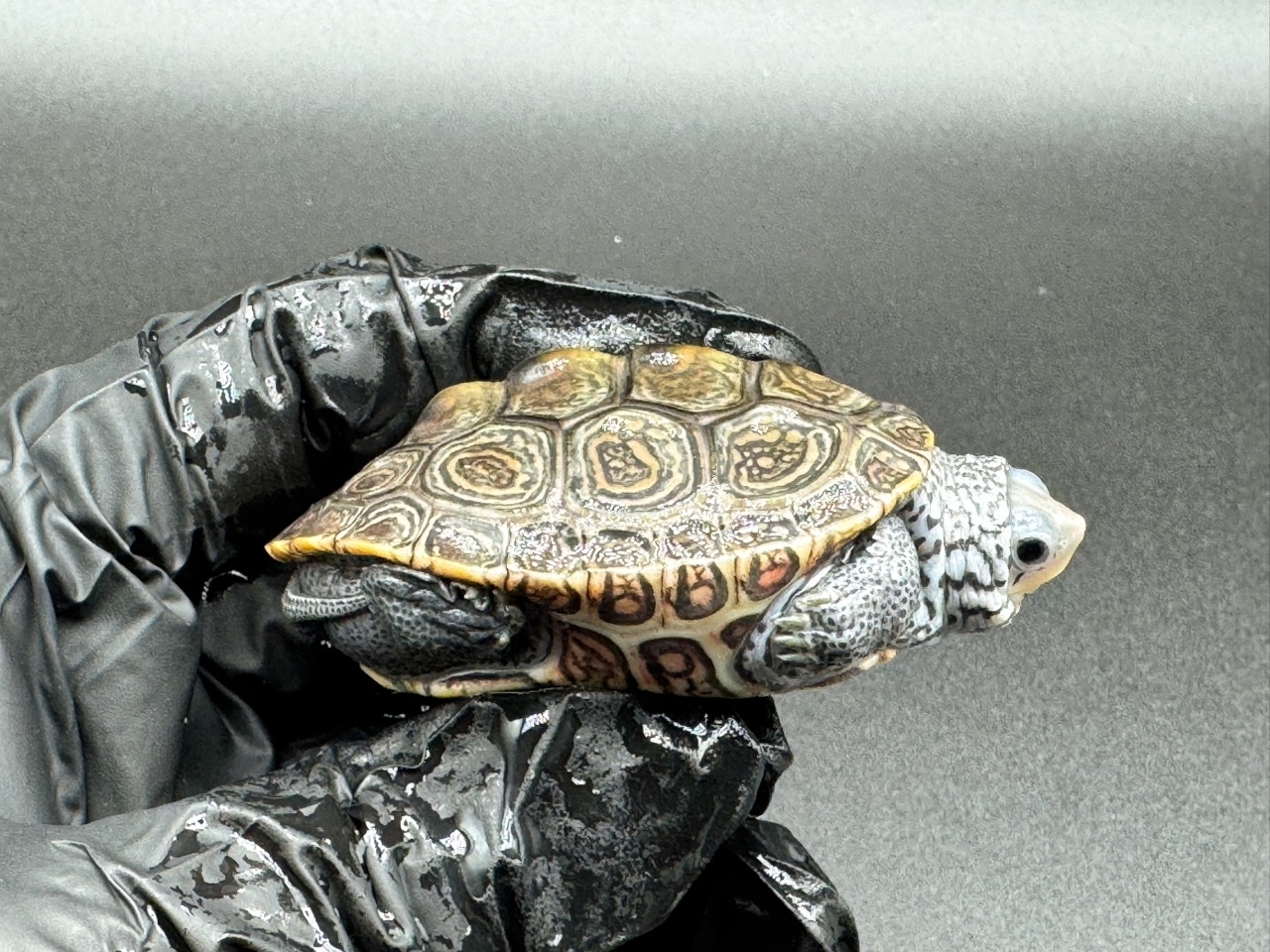 ダイヤモンドバックテラピン　Ｅ(2)