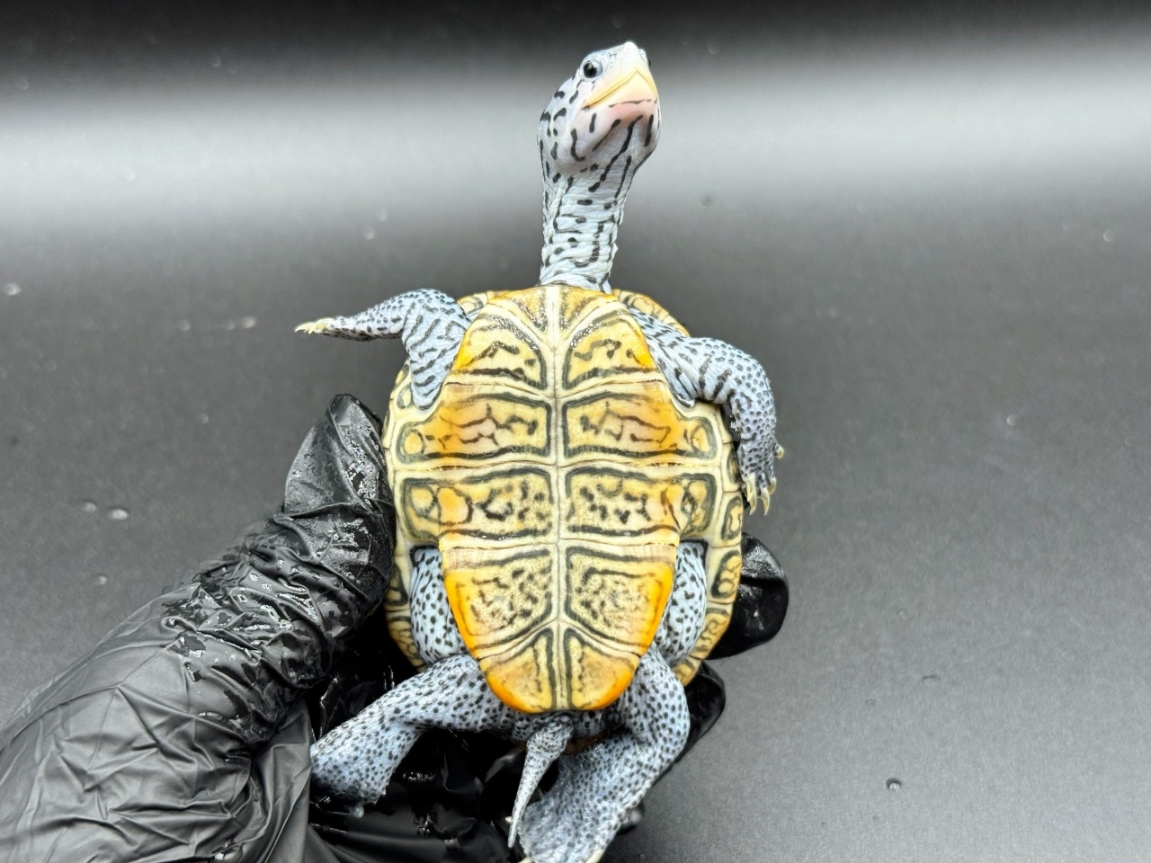 ダイヤモンドバックテラピン　Ｅ(4)