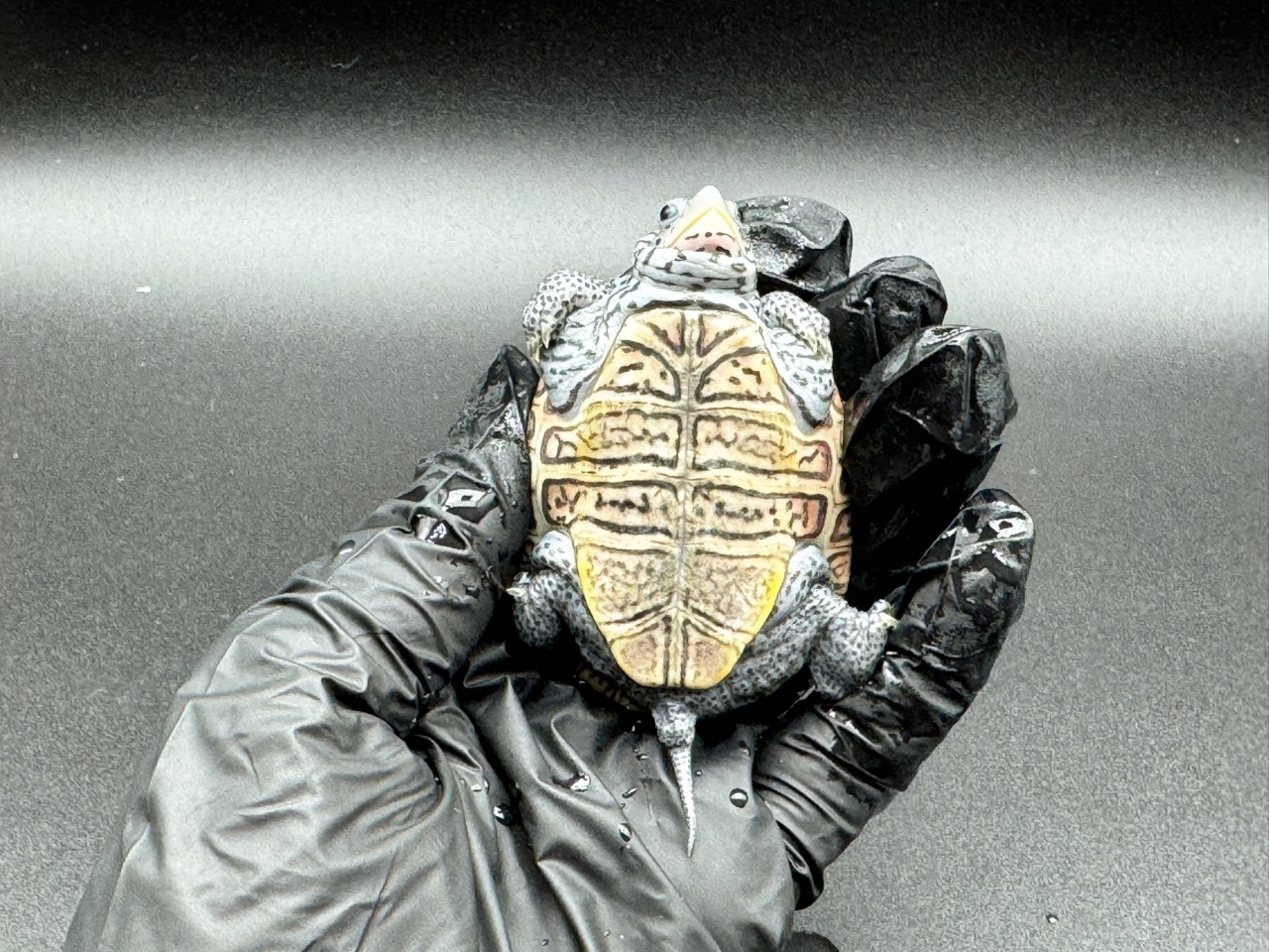 ダイヤモンドバックテラピン　Ｂ(4)