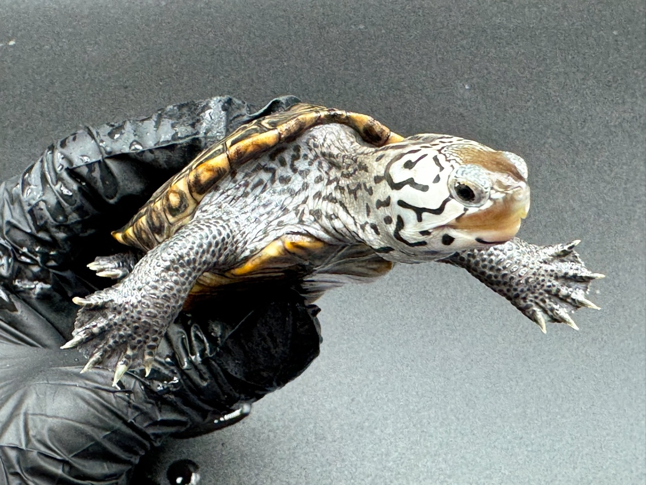 ダイヤモンドバックテラピン　Ｆ(3)