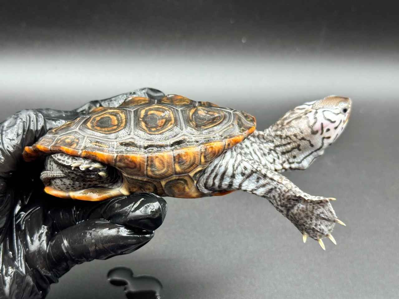 ダイヤモンドバックテラピン　Ｔ(2)