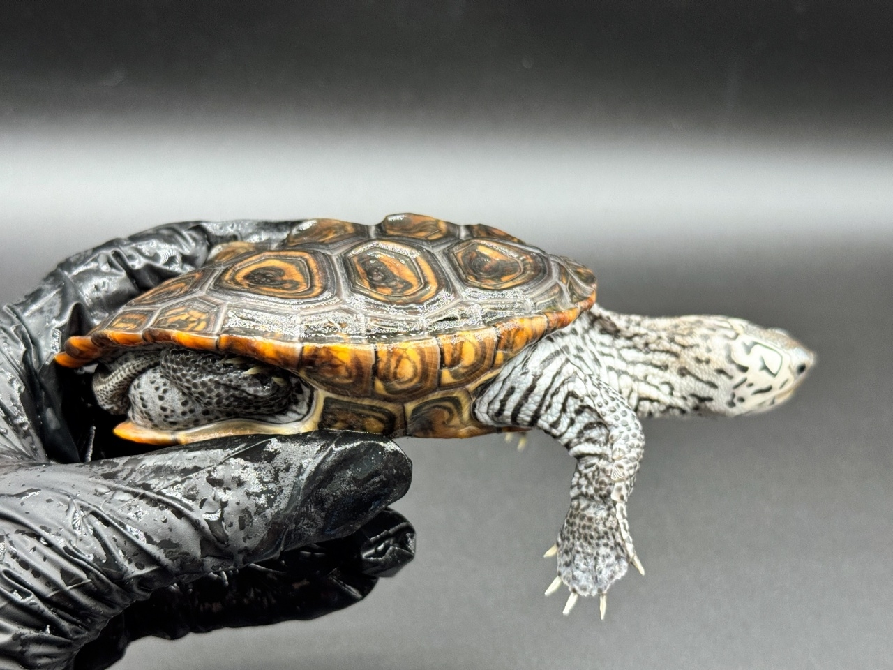 ダイヤモンドバックテラピン　Ｌ(2)