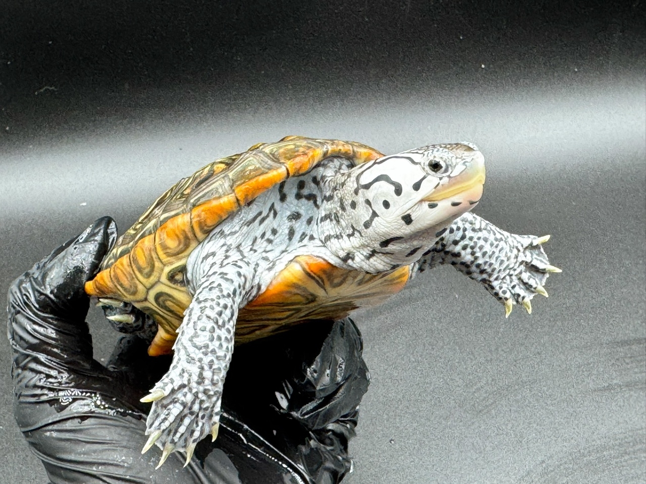 ダイヤモンドバックテラピン　Ｓ(3)