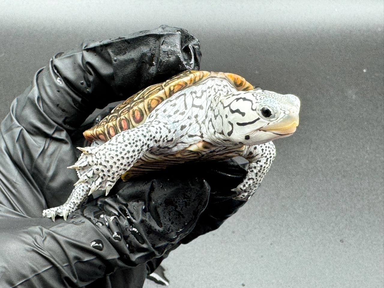 ダイヤモンドバックテラピン　Ａ(3)