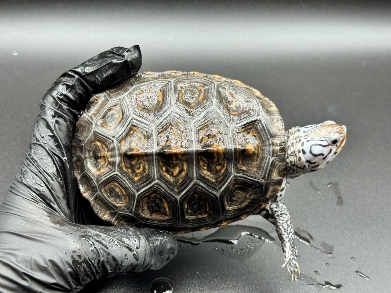 ダイヤモンドバックテラピン　Ｐ(1)