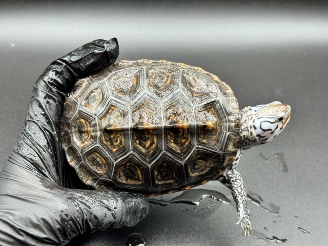 ダイヤモンドバックテラピン　Ｐ