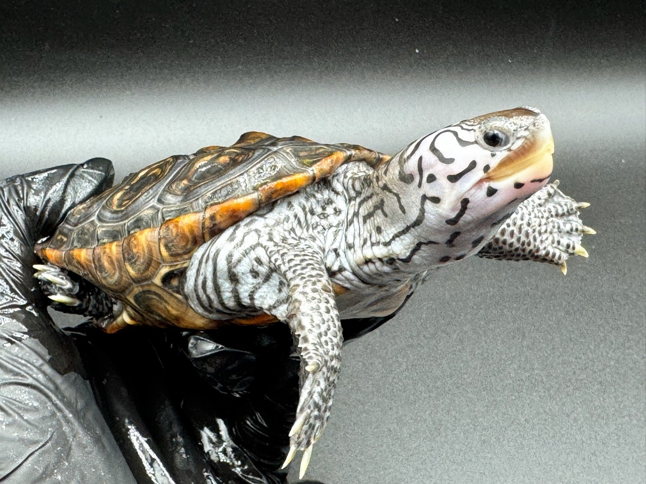 ダイヤモンドバックテラピン　Ｔ(3)