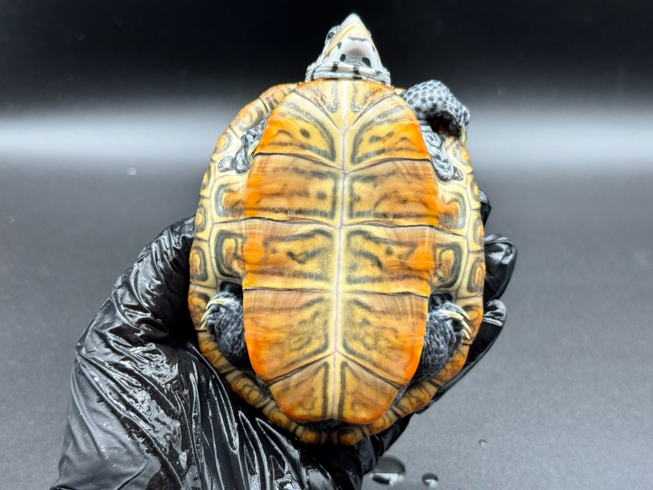 ダイヤモンドバックテラピン　Ｖ(4)