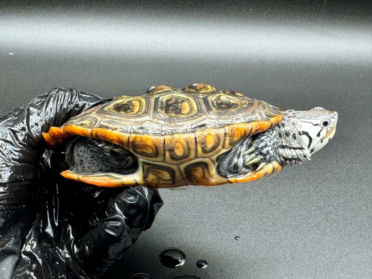 ダイヤモンドバックテラピン　Ｖ(2)