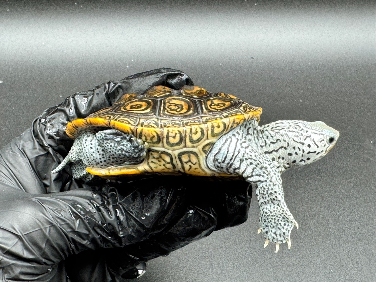 ダイヤモンドバックテラピン　Ｇ(2)