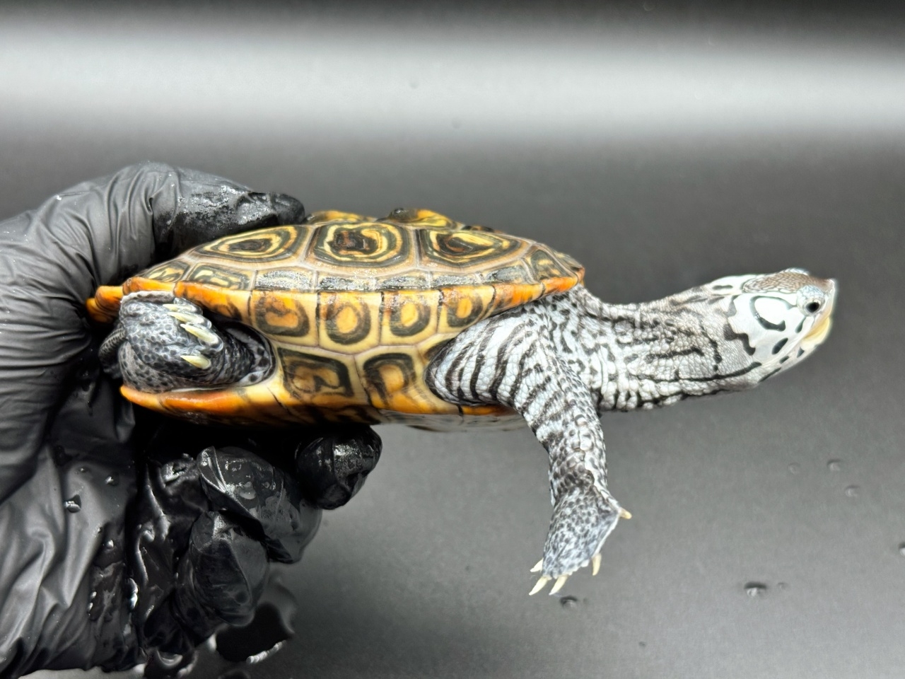 ダイヤモンドバックテラピン　Ｉ(2)