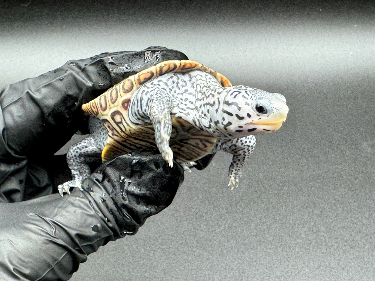 ダイヤモンドバックテラピン　Ｂ(3)