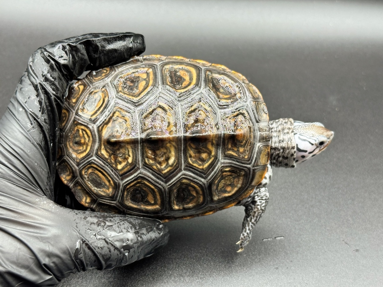 ダイヤモンドバックテラピン　Ｋ(1)