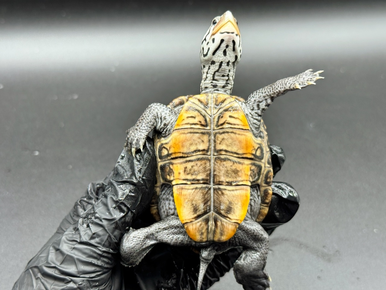 ダイヤモンドバックテラピン　Ｆ(4)