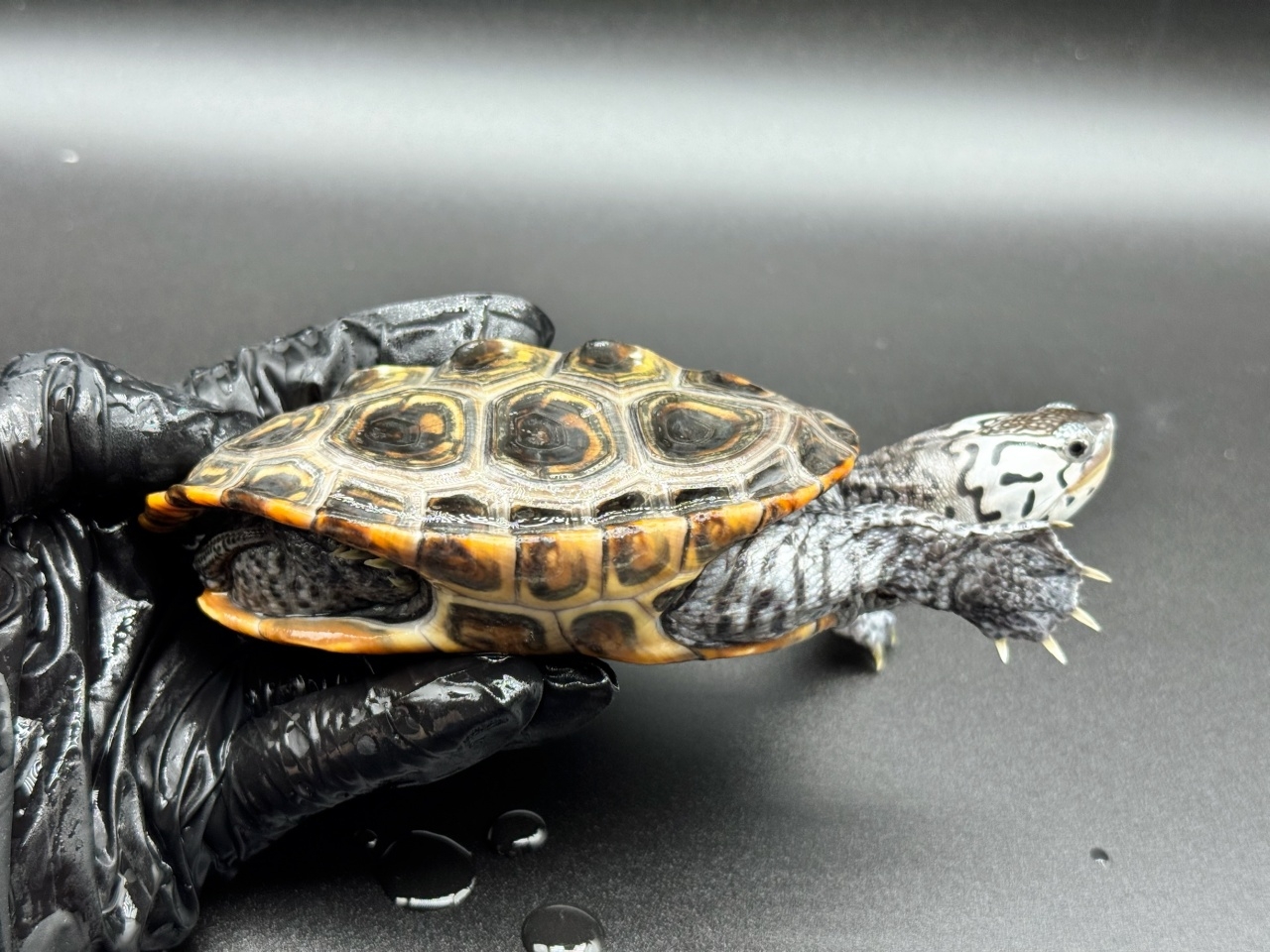 ダイヤモンドバックテラピン　Ｏ(2)