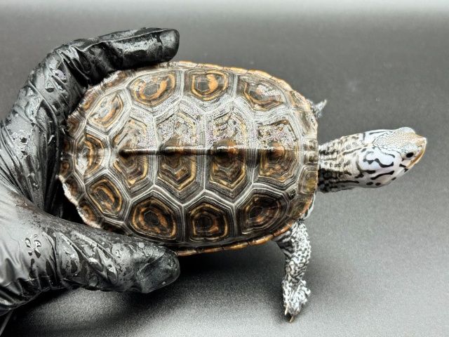 ダイヤモンドバックテラピン　Ｎ