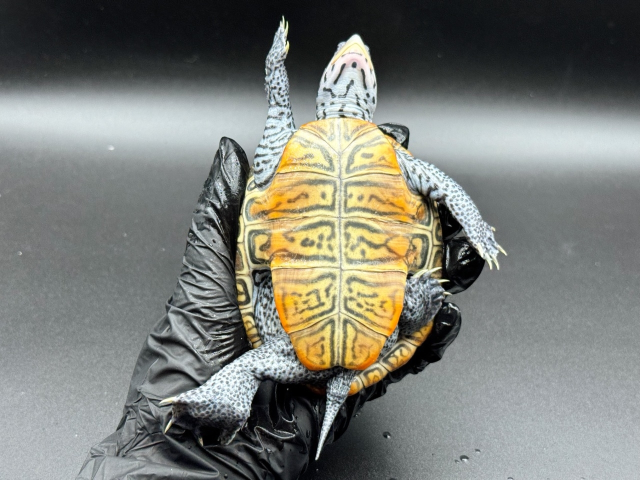 ダイヤモンドバックテラピン　Ｍ(4)