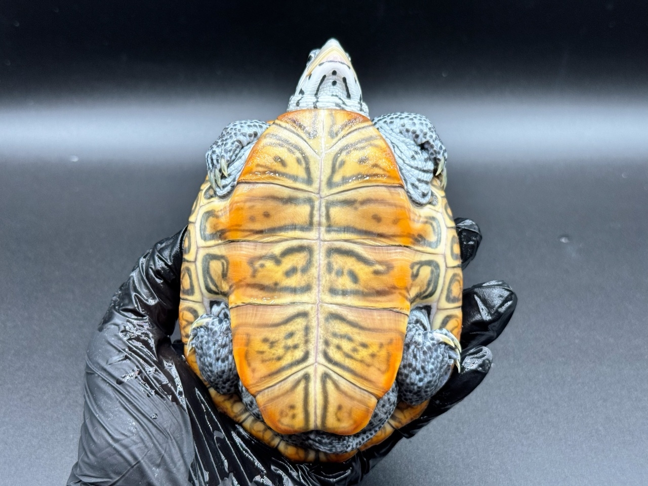 ダイヤモンドバックテラピン　Ｙ(4)