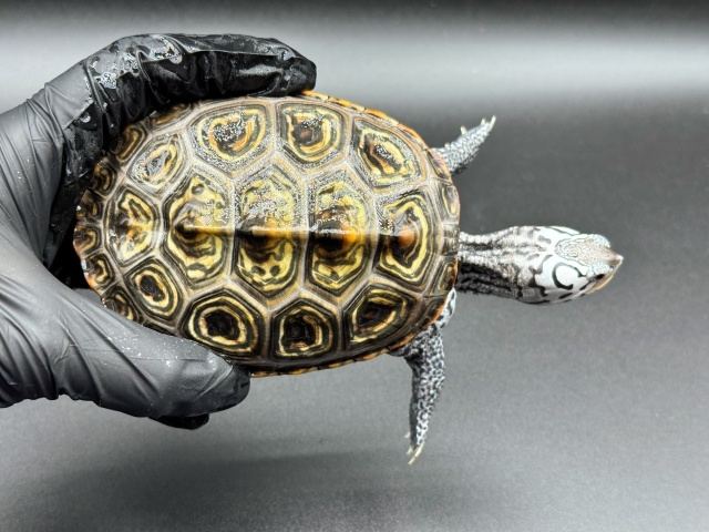 ダイヤモンドバックテラピン　Ｉ