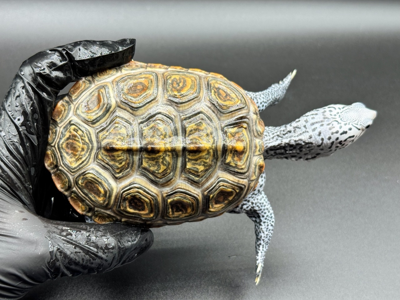 ダイヤモンドバックテラピン　Ｑ(1)