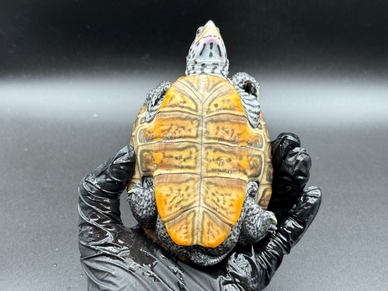 ダイヤモンドバックテラピン　Ｋ(4)