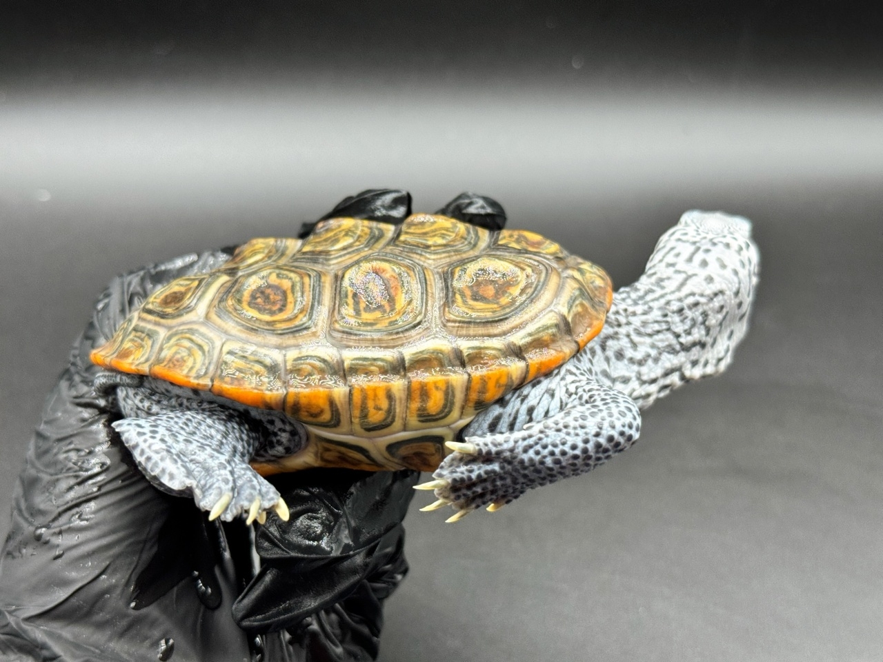 ダイヤモンドバックテラピン　Ｑ(2)