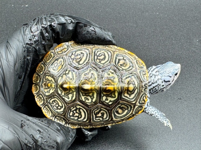 ダイヤモンドバックテラピン　Ｅ