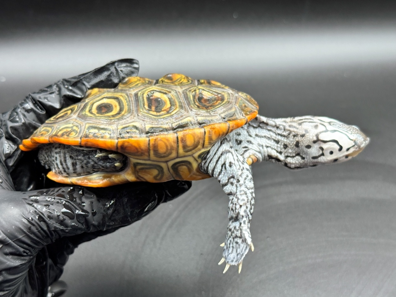 ダイヤモンドバックテラピン　Ｓ(2)