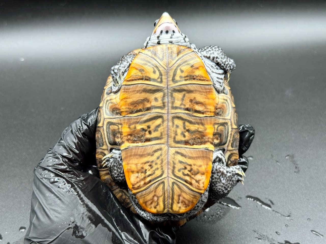 ダイヤモンドバックテラピン　Ｐ(4)