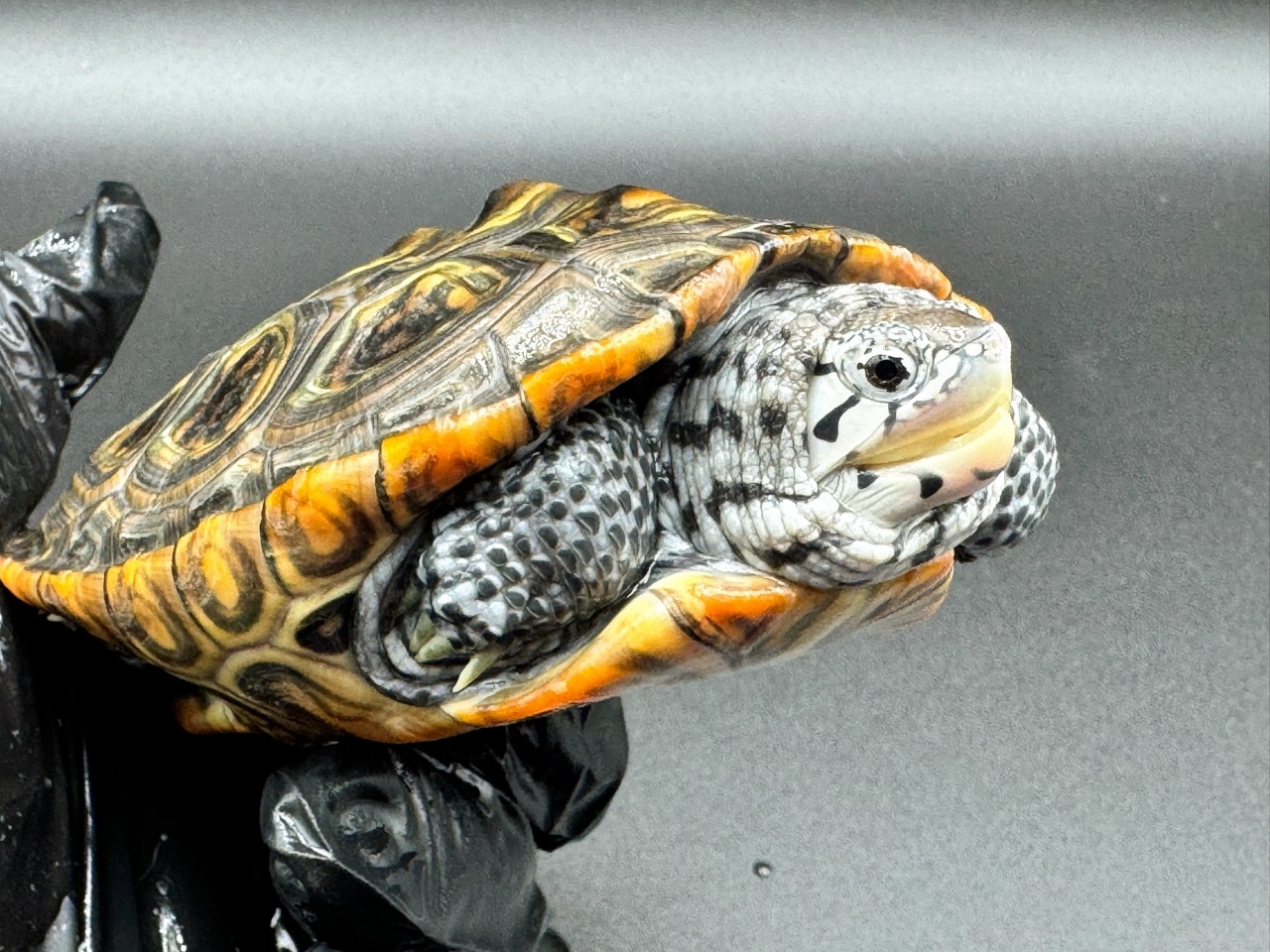 ダイヤモンドバックテラピン　Ｖ(3)