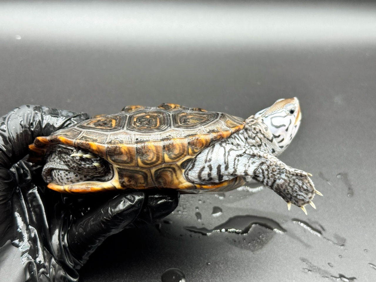 ダイヤモンドバックテラピン　Ｐ(2)