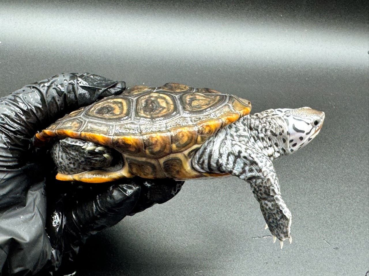 ダイヤモンドバックテラピン　Ｋ(2)