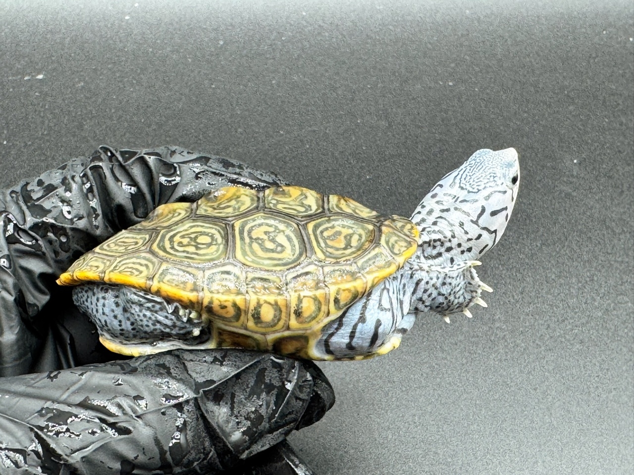 ダイヤモンドバックテラピン　Ｂ(2)