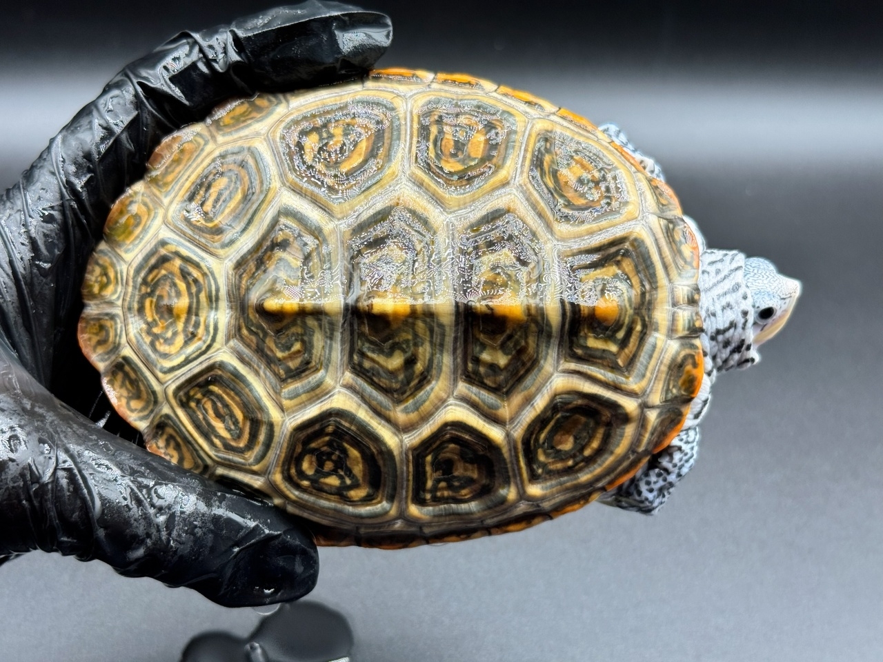 ダイヤモンドバックテラピン　Ｚ(1)