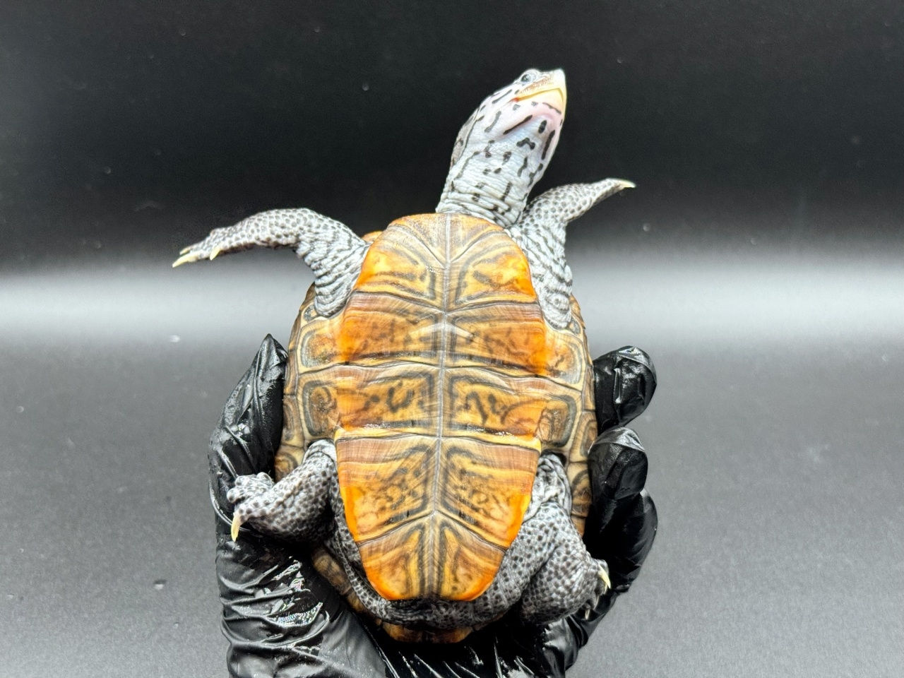 ダイヤモンドバックテラピン　Ｔ(4)