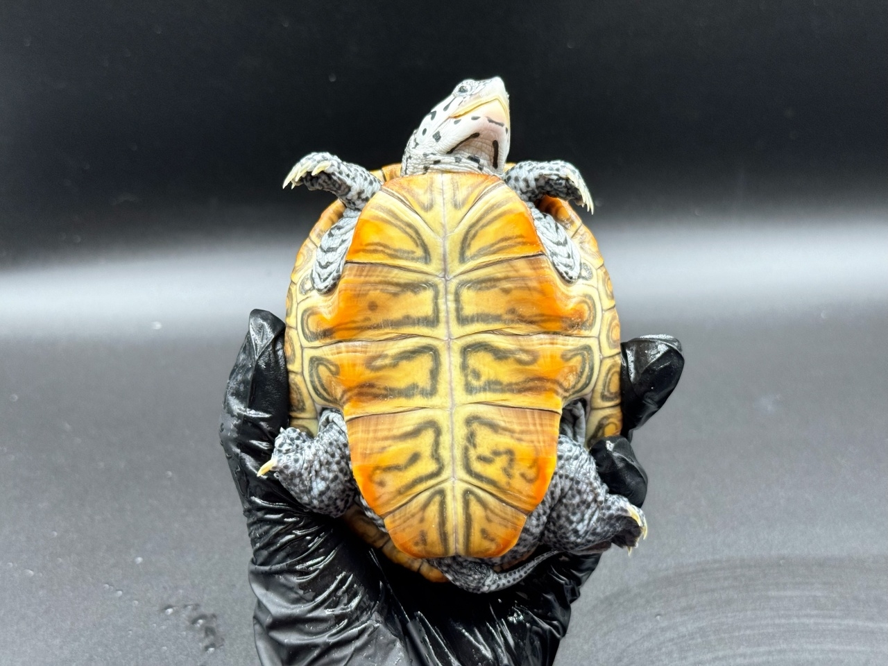 ダイヤモンドバックテラピン　Ｓ(4)