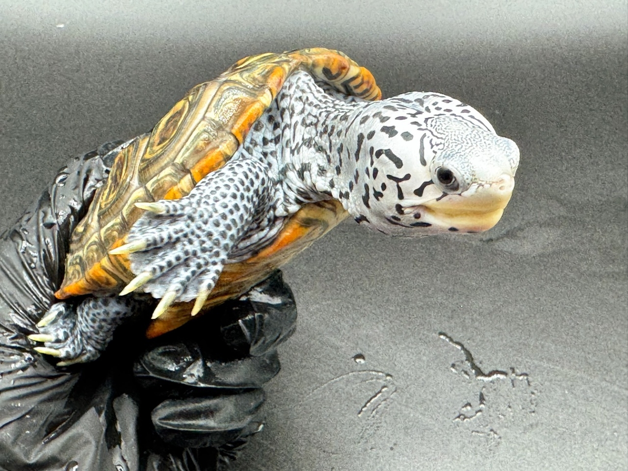 ダイヤモンドバックテラピン　Ｑ(3)