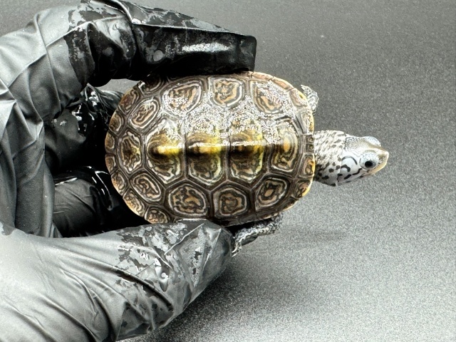 ダイヤモンドバックテラピン　Ｆ