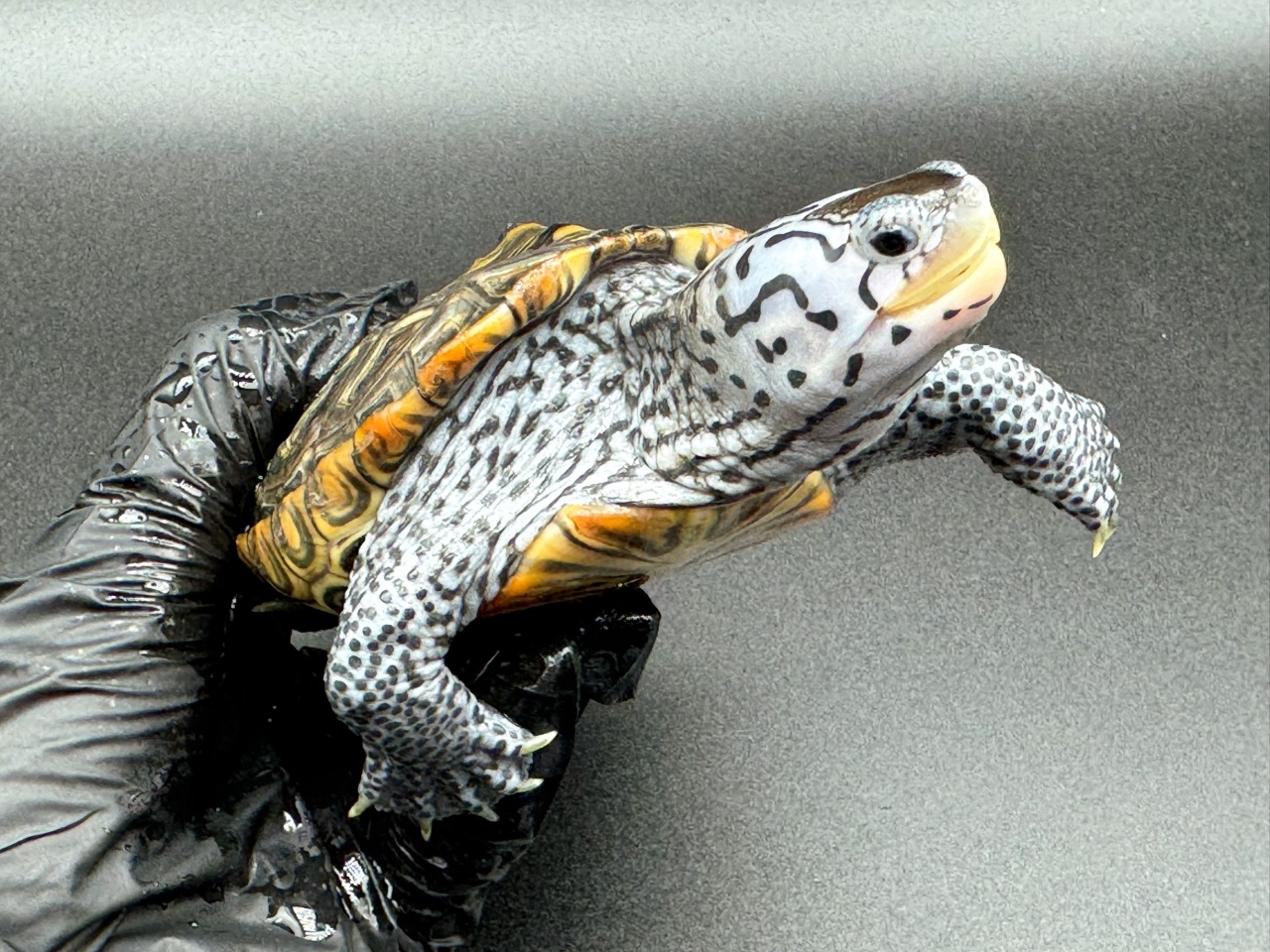 ダイヤモンドバックテラピン　Ｊ(3)