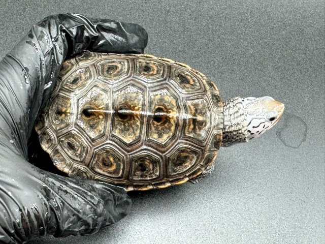 カロリナダイヤモンドバックテラピン　Ｋ