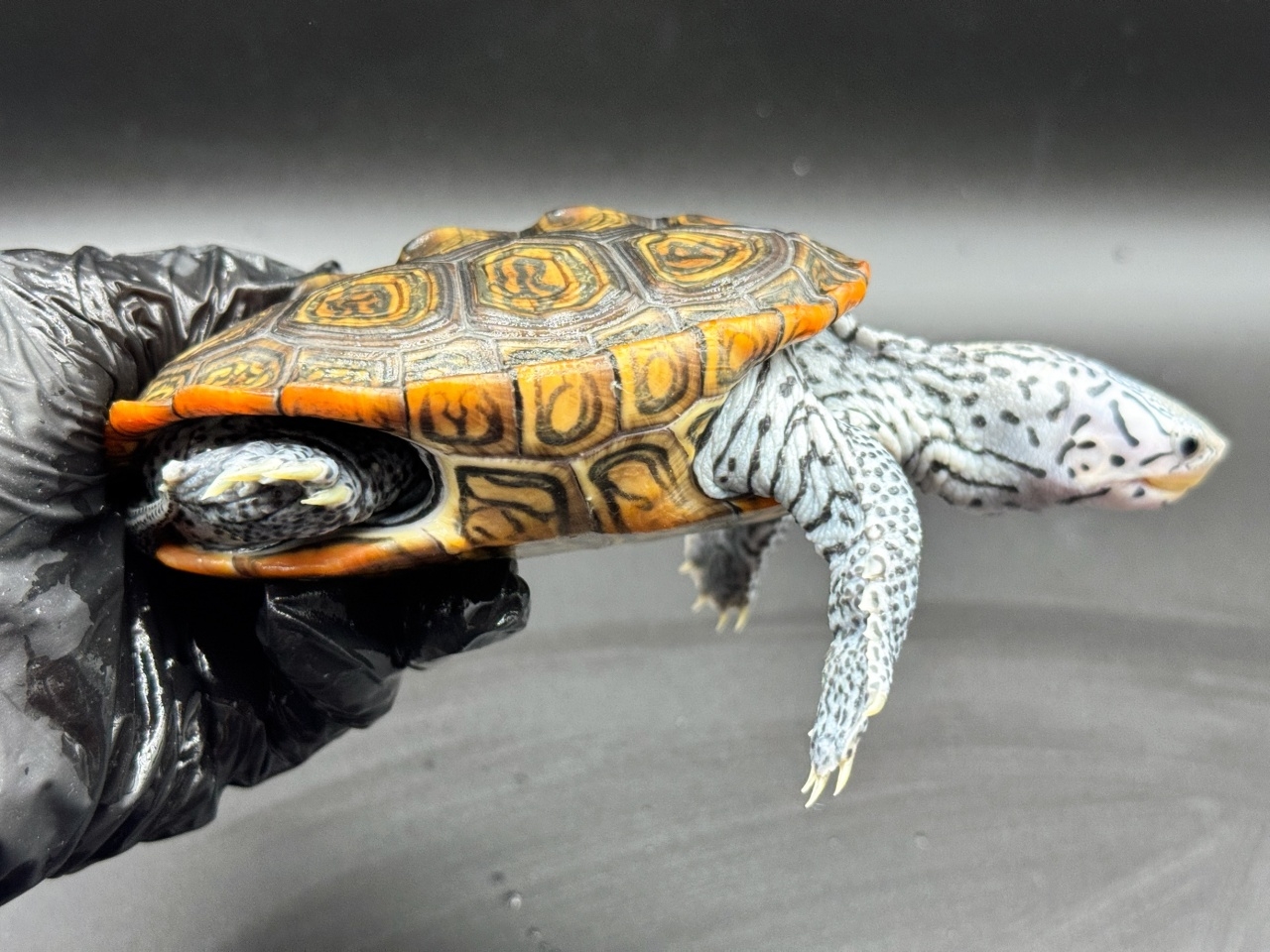 ダイヤモンドバックテラピン　Ｕ(2)