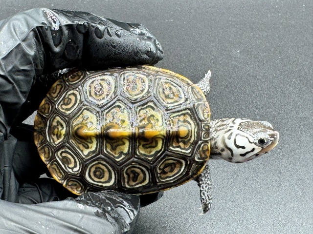 ダイヤモンドバックテラピン　Ｄ