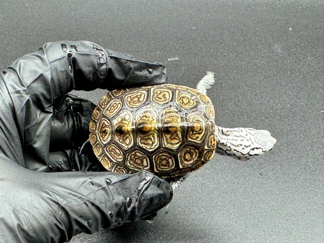 ダイヤモンドバックテラピン　Ａ