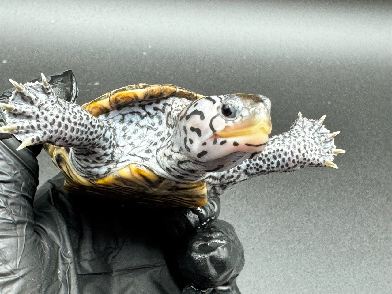 ダイヤモンドバックテラピン　Ｃ(3)