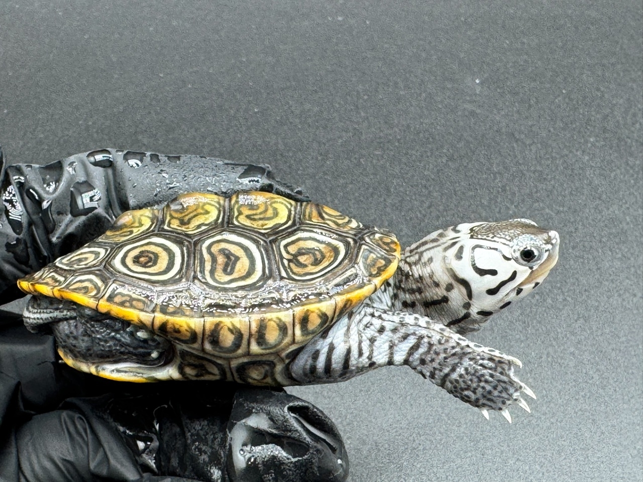 ダイヤモンドバックテラピン　Ｄ(2)