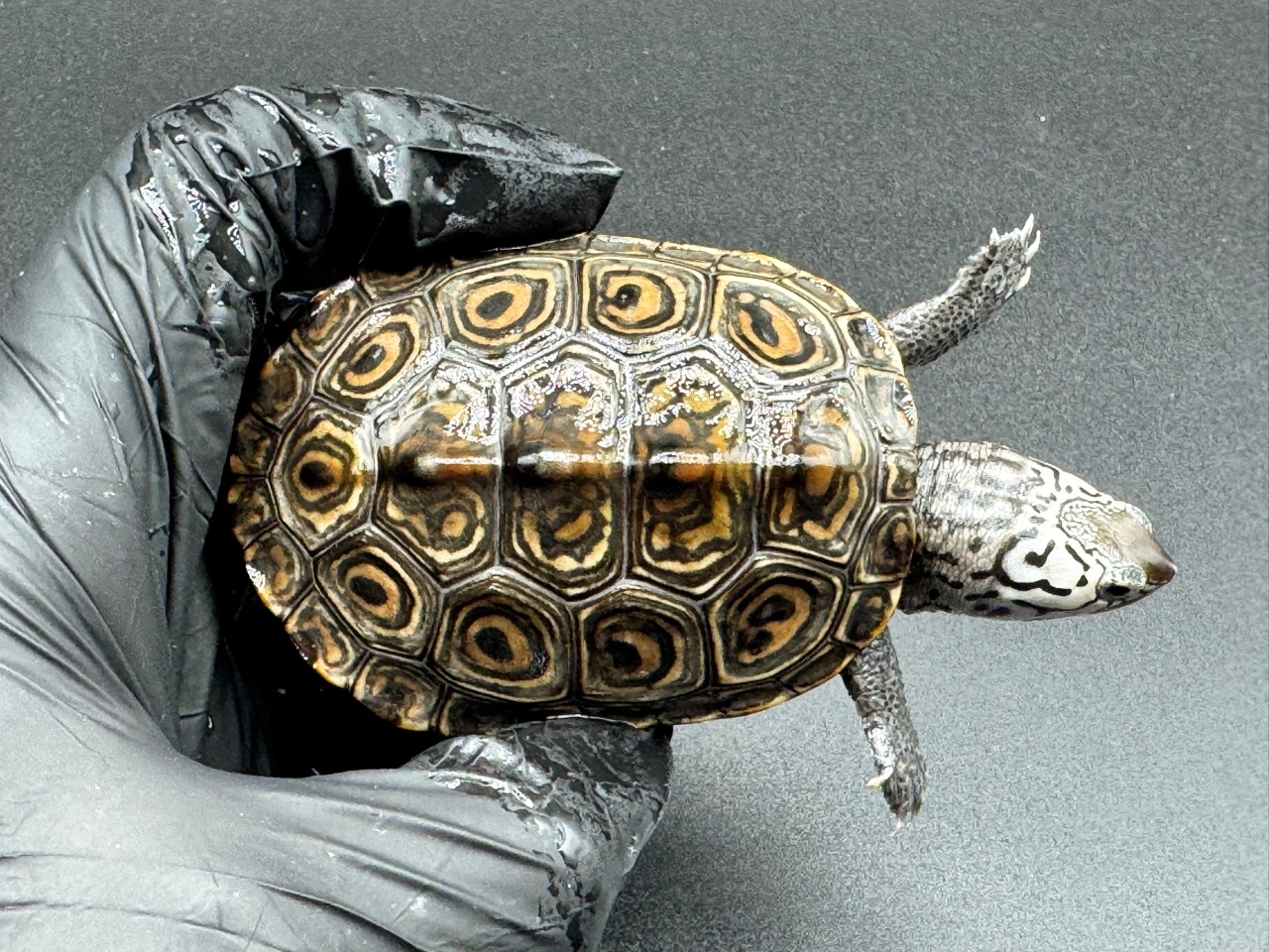 ダイヤモンドバックテラピン　Ｆ(1)