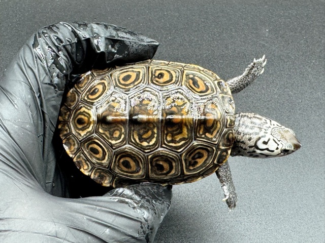 ダイヤモンドバックテラピン　Ｆ