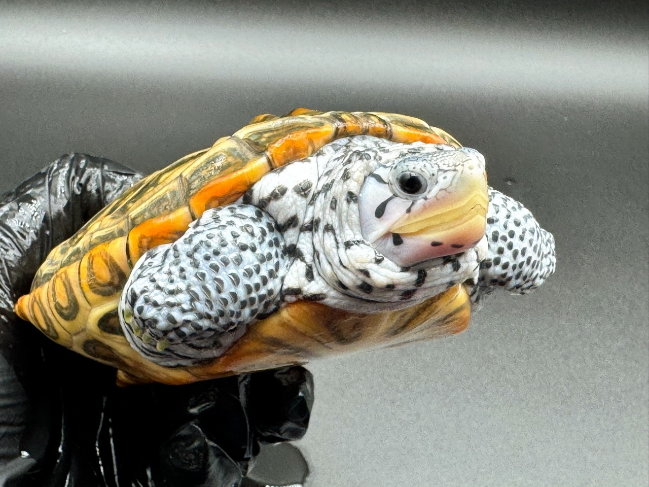 ダイヤモンドバックテラピン　Ｚ(3)