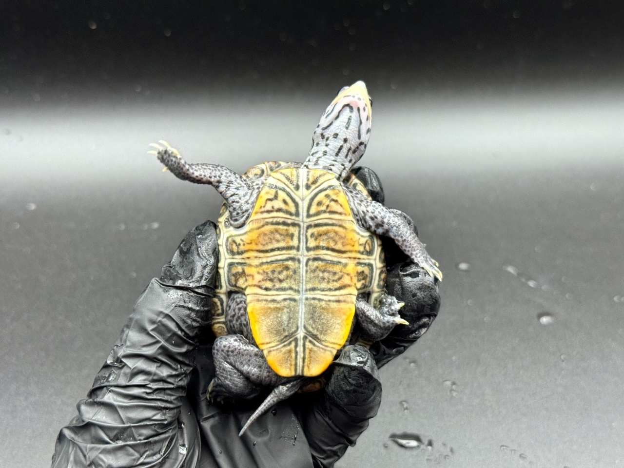 ダイヤモンドバックテラピン　Ａ(4)