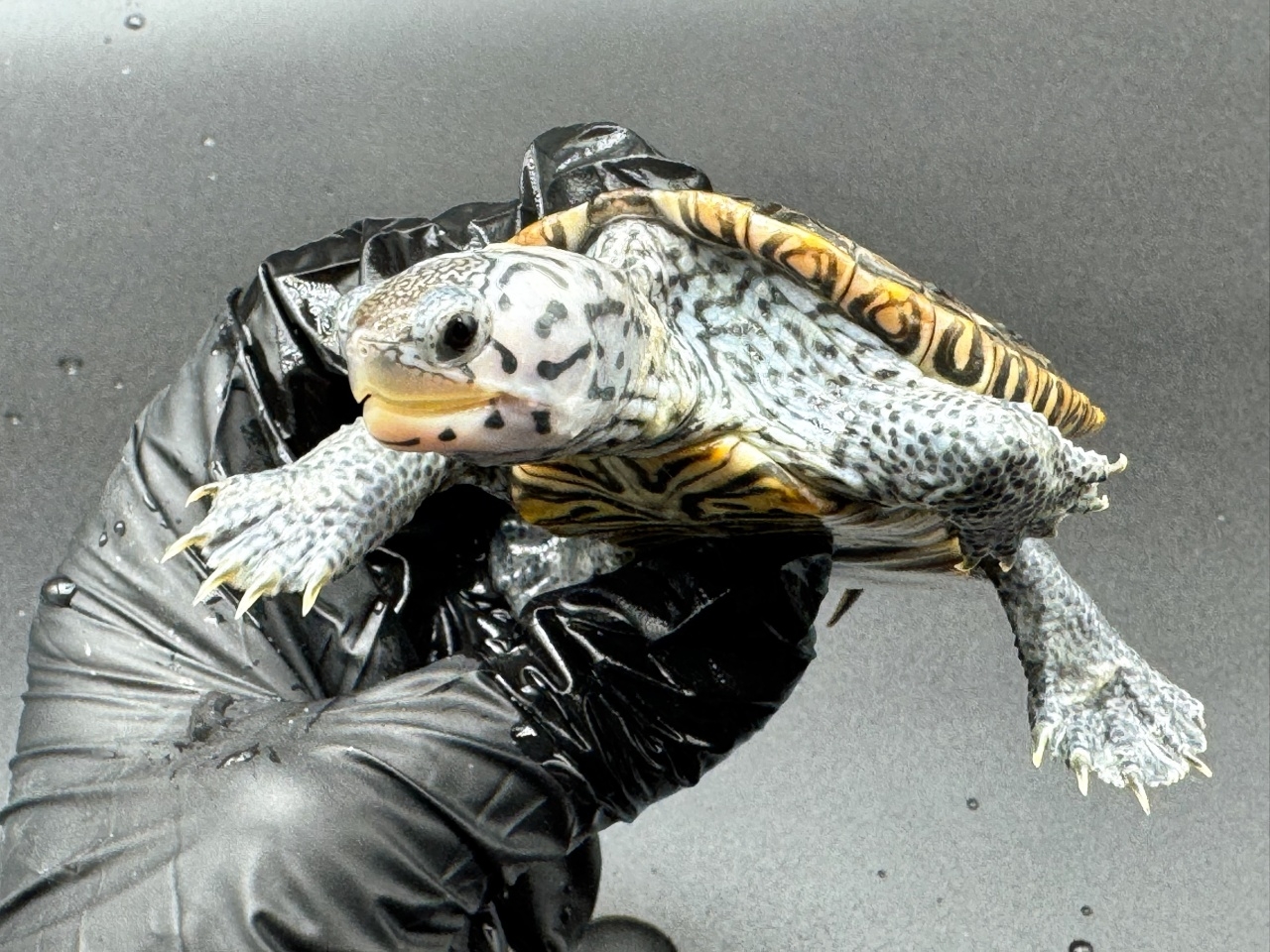 ダイヤモンドバックテラピン　Ｇ(4)